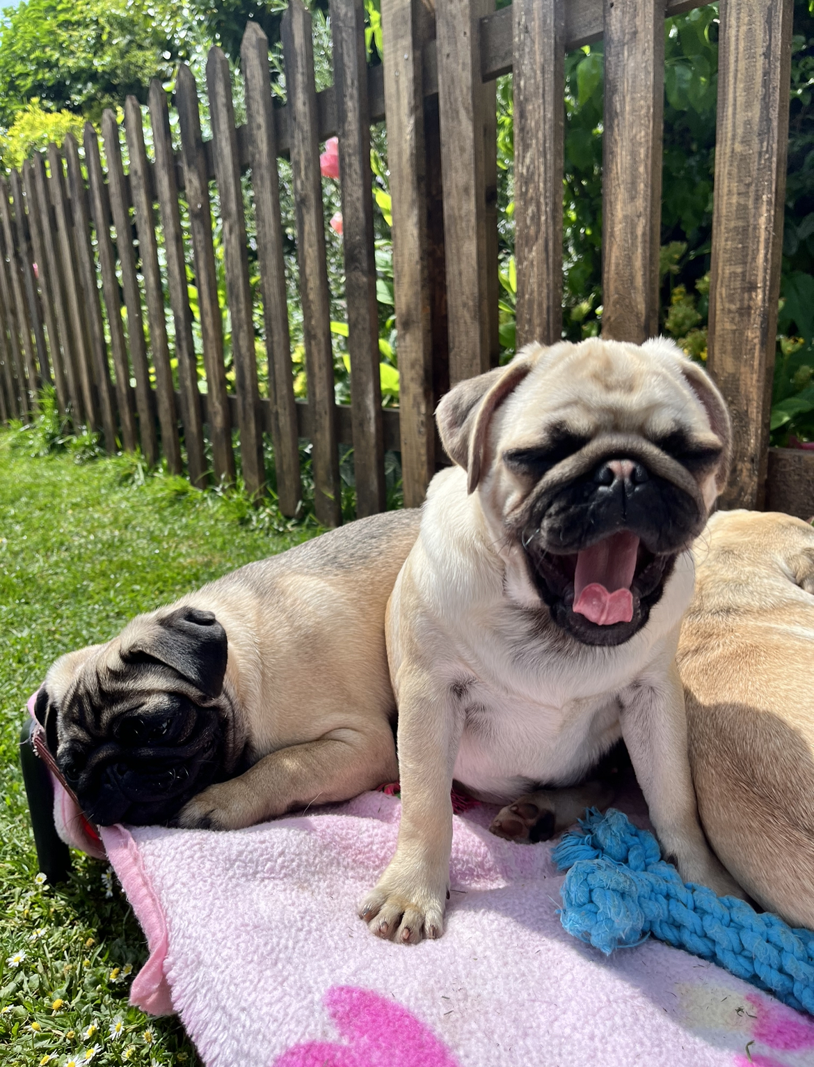 Till is soon to welcome pug puppies MAY 2024 Essex Licensed Pug Breeder